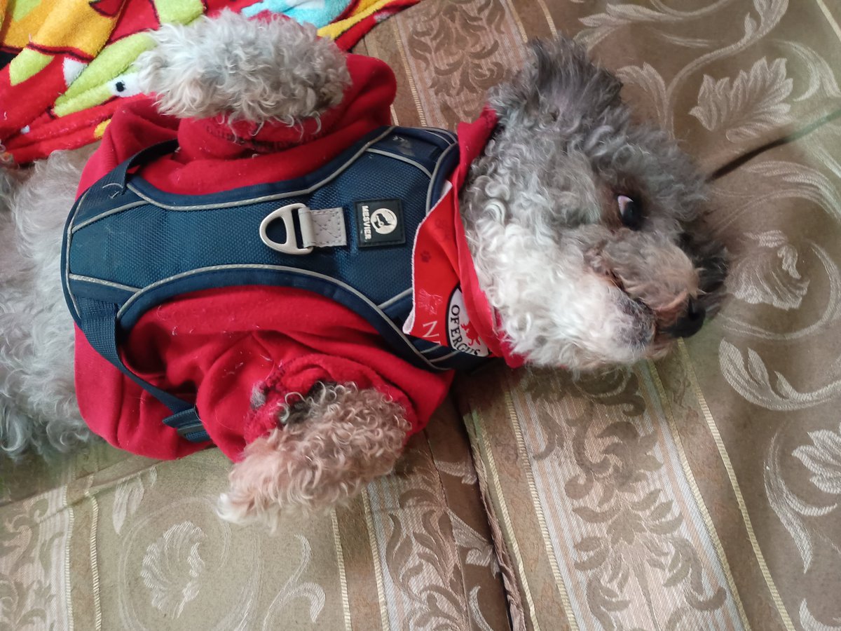 lindo_kiwi's tweet photo. Hola amikos buenos días 🤗, ha hecho frío estos días 🥶, ya estado lloviendo y estamos esperando a que salga más el sol para poder bañarlos, por eso no se han quitado el uniforme 😒. https://t.co/emPwL3kfUt
