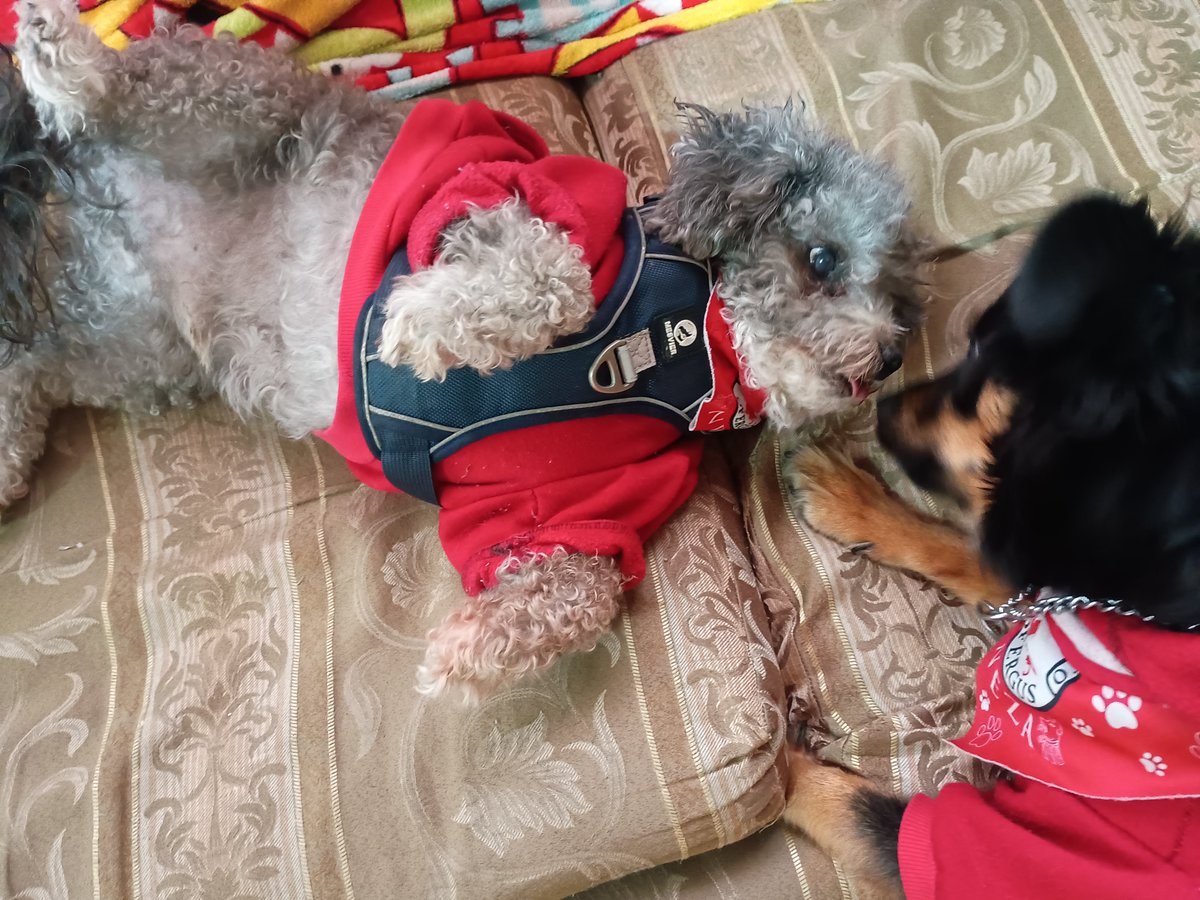 lindo_kiwi's tweet photo. Hola amikos buenos días 🤗, ha hecho frío estos días 🥶, ya estado lloviendo y estamos esperando a que salga más el sol para poder bañarlos, por eso no se han quitado el uniforme 😒. https://t.co/emPwL3kfUt