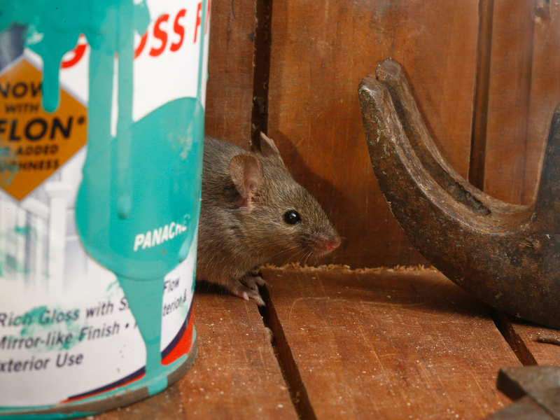EffectivePest tweet picture