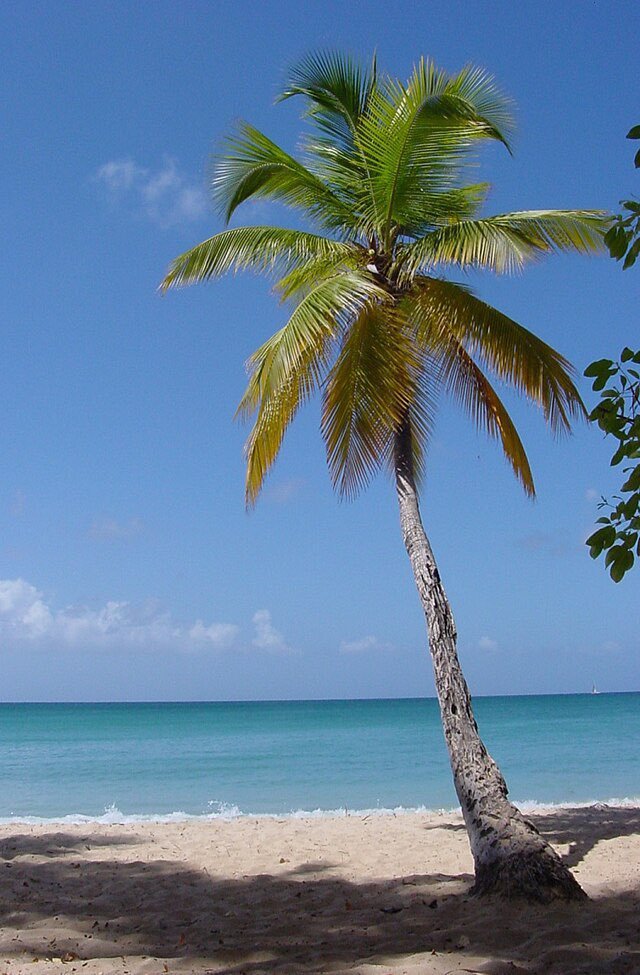 desecrationz's tweet photo. 🚨UPDATE: Oscar18 has climbed up the palm tree just to feel included in the situation

Buckshot, Sematary and Oscar18 are now all stuck in the same palm tree https://t.co/SGeb3lwZlA
