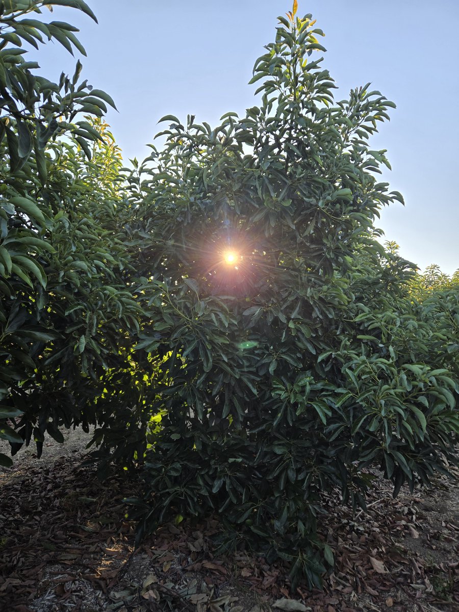 pettyranch's tweet photo. They said that avocado cold fusion was impossible.  That only a mad man would attempt it. But who's laughing now? (Maniacal laughter ensues.)

Also, the heat might be starting to get to me. https://t.co/PFq3KgrF2C