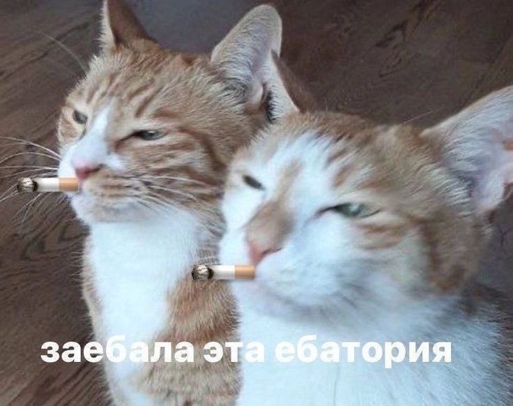 Soniashikk's tweet photo. Еще только начался октябрь, а я уже схожу с ума. https://t.co/Smb6gmd77H