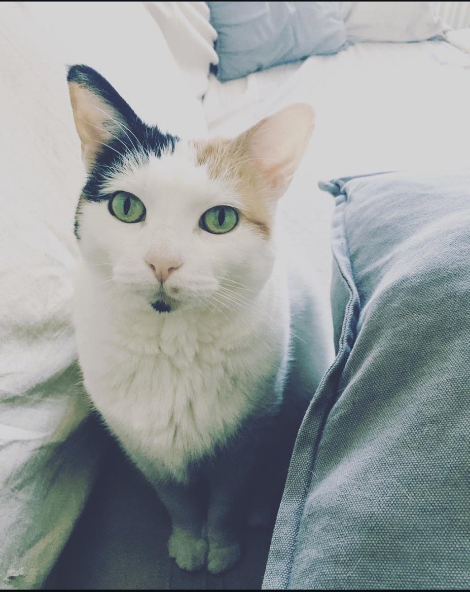 Naaeuhhpa's tweet photo. ma Gaïa nous a quittés cette après midi après 16 années passées aux côtés de ma famille 

je t’aimerai pour toujours petite sœur au pelage des neiges ❤️ https://t.co/gr1o5cSIEi