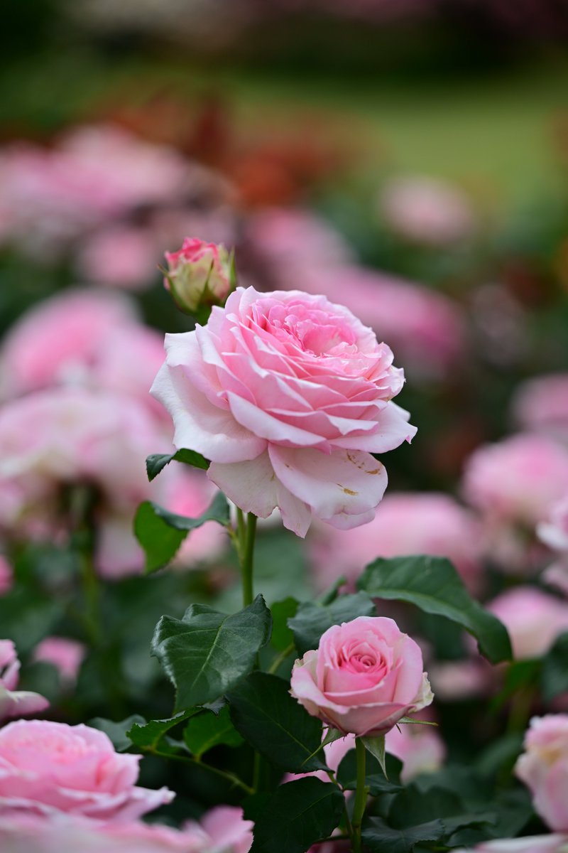 PAPUA_PHOTO's tweet photo. 薔薇🌹 春乃

#TLを花でいっぱいにしよう
#写真好きな人と繋がりたい https://t.co/6LIJa2Msyw