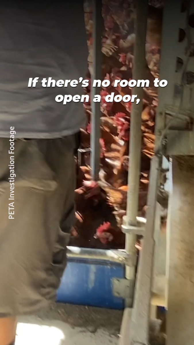 An investigative video still credited to 'PETA Investigation Footage' showing chickens densely packed in a farm setting, with text reading: 'If there's no room to open a door,'.