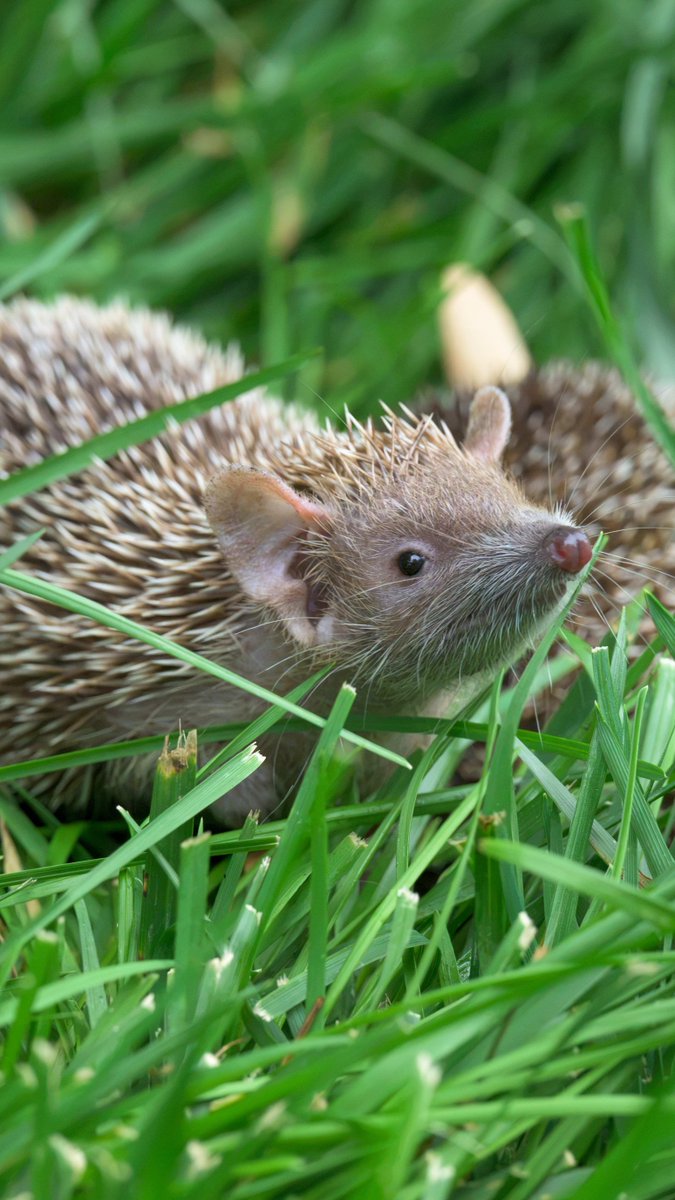A close-up photograph of a hedgehog resting in green grass, looking toward the camera with its dark eyes and pointed snout visible.