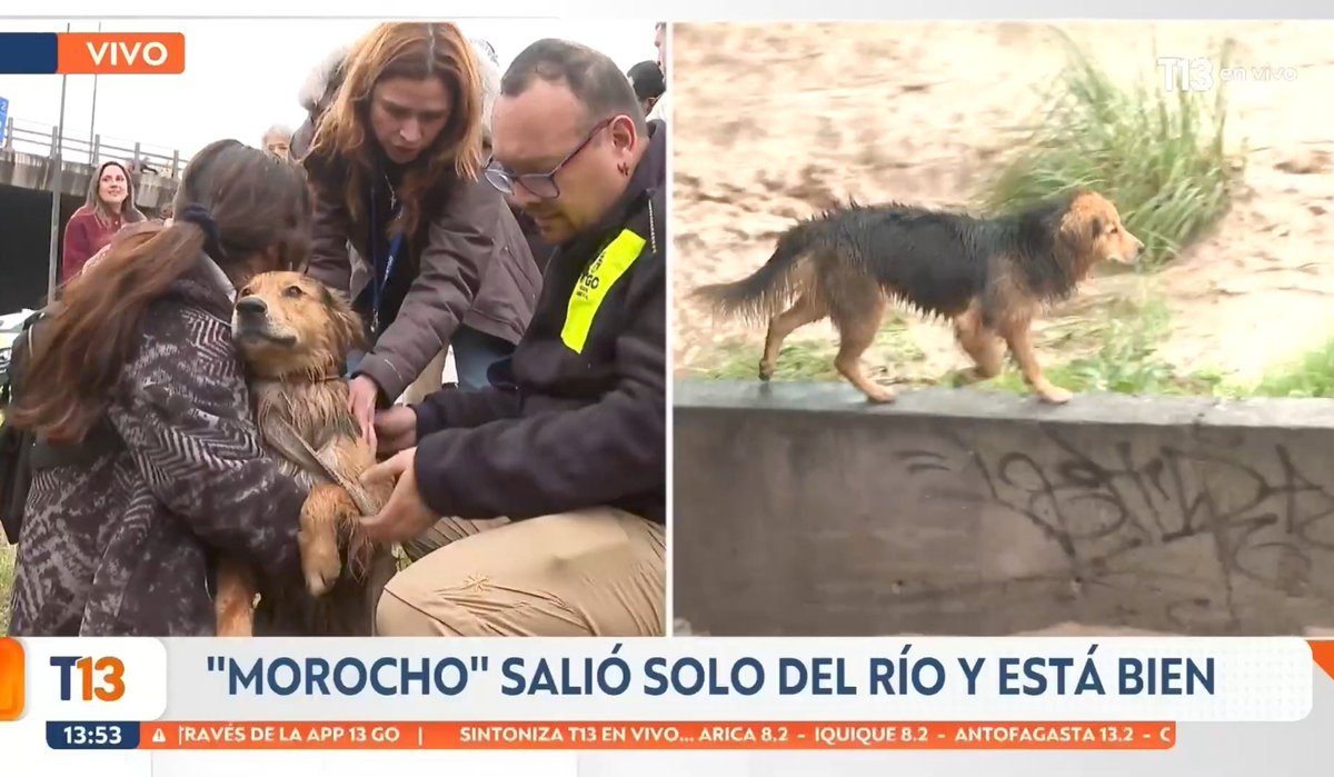 Mr_ArtBlank's tweet photo. Fue anunciado. Se autorescató
Grande morocho rockstar. Cuidar a las mascotas también pasa por alejarlos del peligro en todo caso #savemorocho https://t.co/WDbAAsWCST