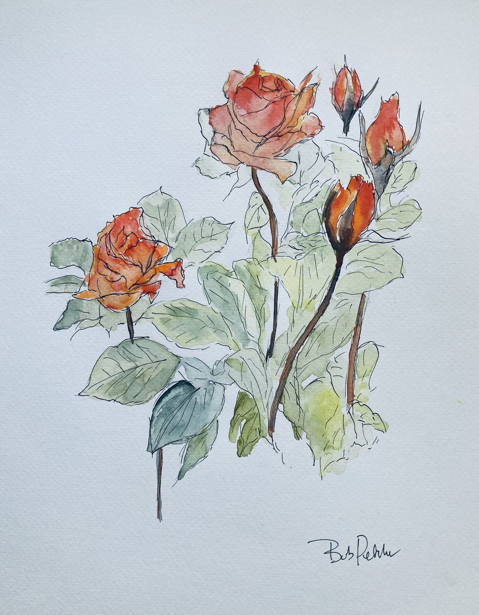 MPaintbox's tweet photo. 11” x 9” pen and Wash of a sketch of roses for my garden journal https://t.co/hzUPVQuz02
