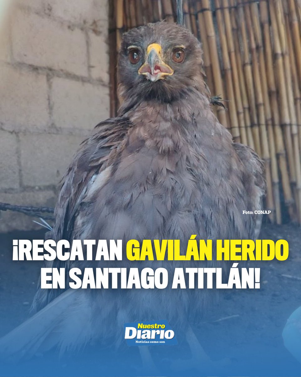 🦅💚 ¡RESCATAN GAVILÁN HERIDO EN SANTIAGO ATITLÁN! 💚🦅 Personal Guardarrecursos de la RUMCLA atendió el llamado de un hotel en Santiago Atitlán, por un gavi…