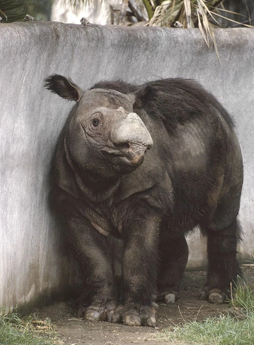 Indonesia’s two rhino species are closer to extinction than African rhinos

Fewer than 50 Javan rhinos and around 34–47 Sumatran rhinos are believed to remain i