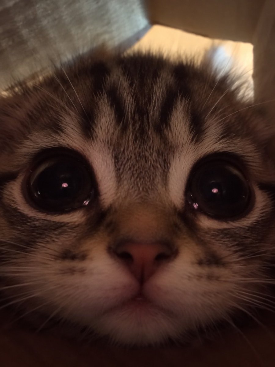 BestOfMeow's tweet photo. https://t.co/td69LUwUVk