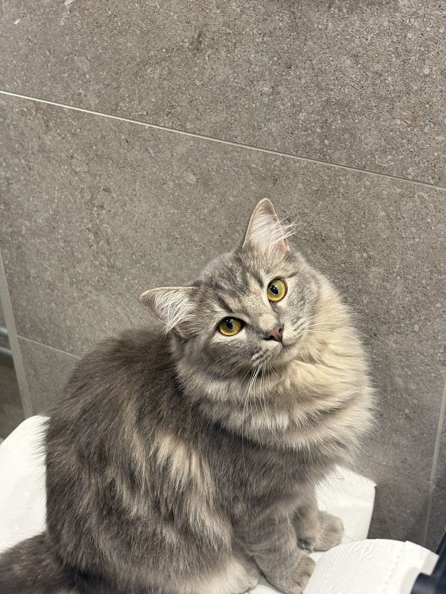 haseulnot's tweet photo. Haters will say I’m jobless and lazy but I’m actually a proud father devoted to taking care of my beautiful little baby daughter https://t.co/AVgeS12RZ5