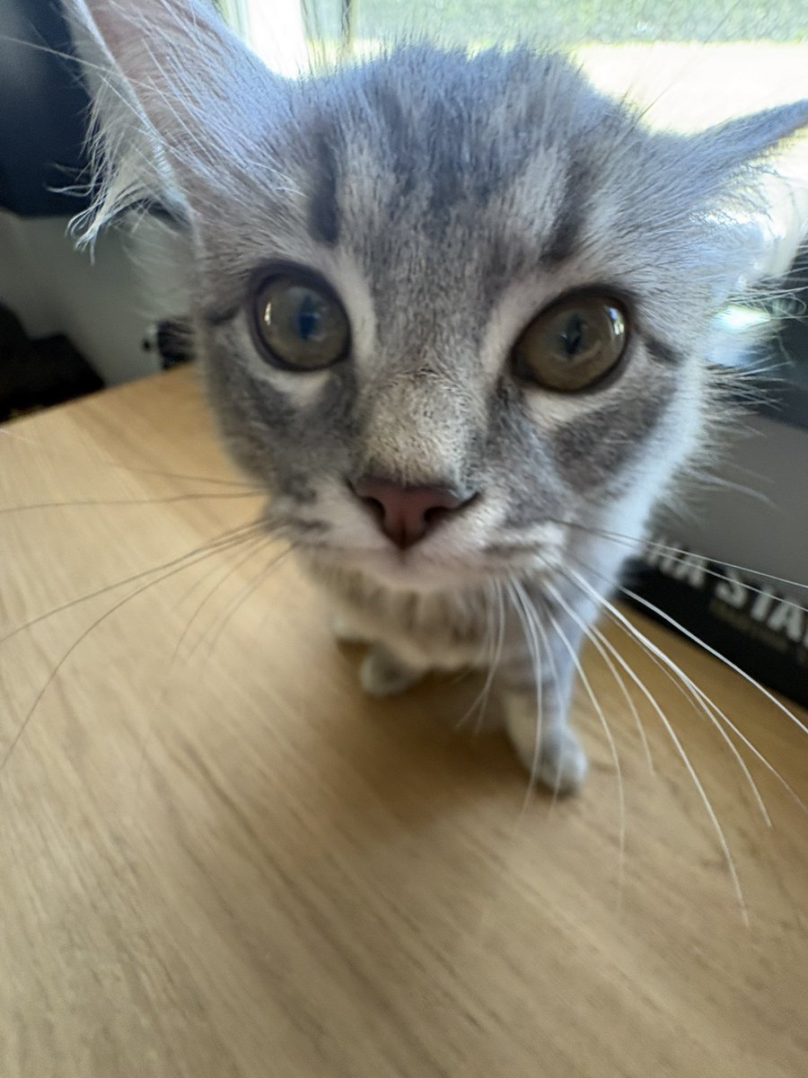 haseulnot's tweet photo. Haters will say I’m jobless and lazy but I’m actually a proud father devoted to taking care of my beautiful little baby daughter https://t.co/AVgeS12RZ5