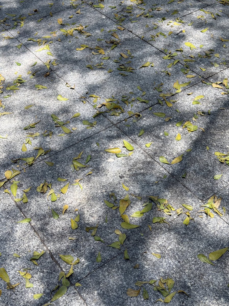 Bertha1990X's tweet photo. The sunlight sways the shadows of the trees—you'll see the leaves fall after the start of autumn. 🍃 https://t.co/mtpidRb7dT