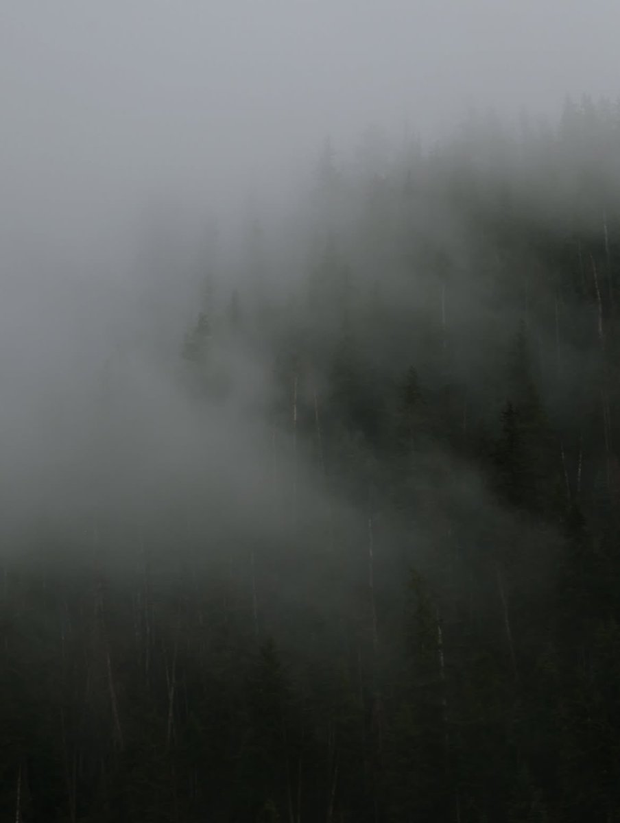 natureegloomy's tweet photo. The world feels quieter in the fog https://t.co/swc4xoh0iV