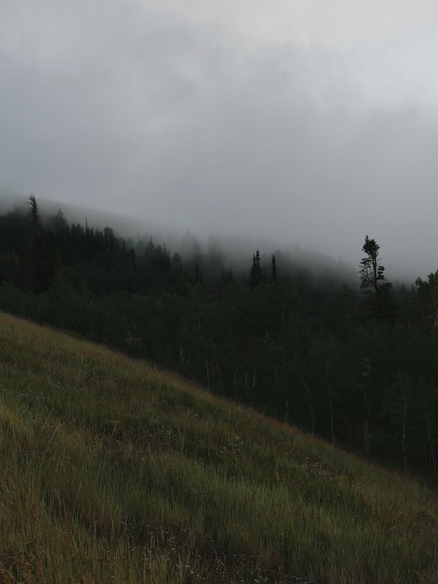 natureegloomy's tweet photo. The world feels quieter in the fog https://t.co/swc4xoh0iV