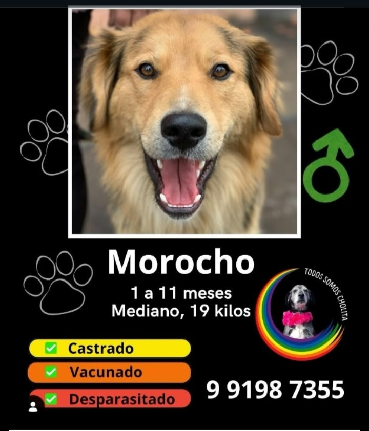 alegriagonzaa's tweet photo. 🔴Morocho fue rescatado desde el río Mapocho, en el sector del Parque de Los Reyes.

Espera encontrar un hogar donde pueda conocer el cariño que tanto merece.

Tiene 1 año y 11 meses  y pesa 19 kilos. Está castrado, vacunado y desparasitado.

@carolinapinoc @PerrosPlazaHuem https://t.co/JlHV7W49Te