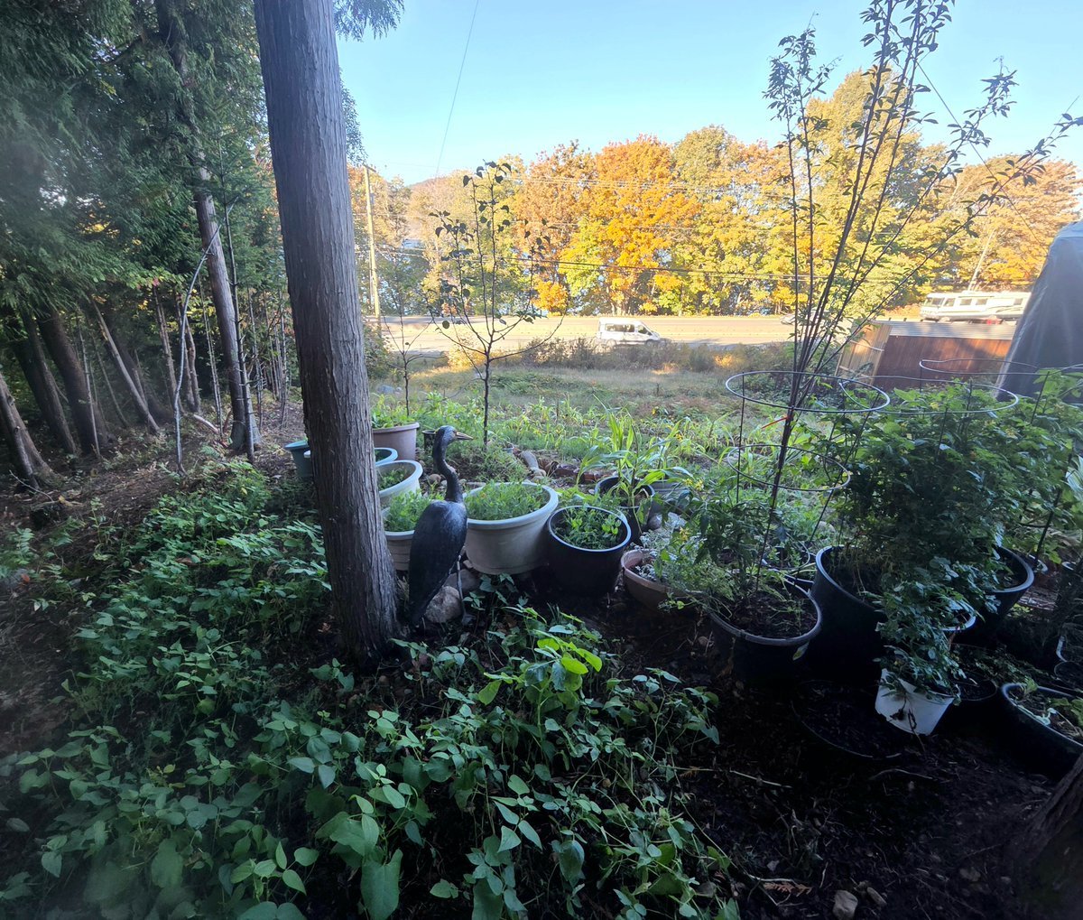 ERGardenerChef's tweet photo. "Few Last Harvests at Our Point Roberts 🇺🇸 & Lantzville 🇨🇦 Gardens"

This is it! The spring green beans 🫘and peas 🫛 are at the end of their growing. But, there are newer ones coming though, likely some can get harvested in at least a couple of months.

In Point Roberts 🇺🇸 garden, we still have a few handfuls of greens like onions, salad 🥗, carrots, potatoes and lots of new peas 🫛 planted. 

Also, in Lantzville 🇨🇦, we still have a few of potatoes, green salad 🥗, herbs 🌿, sunflowers 🌻,  corn 🌽, peppers 🌶, tomatoes 🍅 and lots of new peas 🫛 planted! 

Anyway, I took a few photos for you, during our visit in Lantzville 🇨🇦 (Sept 29th to October 3rd) & Point Roberts 🇺🇸 (Sept 26th to Sept 27th). Finally, a photo of the havest once they are cleaned up place in the fridge or freezer. 

We made sure we have fridge /freezer in three locations: Point Roberts 🇺🇸, Lantzville 🇨🇦 and New Westminster 🇨🇦; we might get another fridge / freezer once we spend more time in our Skagit Valley 🇺🇸 agricultural land in Conway, Mount Vernon, WA USA 🇺🇸 (near Milltown Boat Launch).

Anyway, until next writing! ^ER ✍️ (@EarlaRiopel)