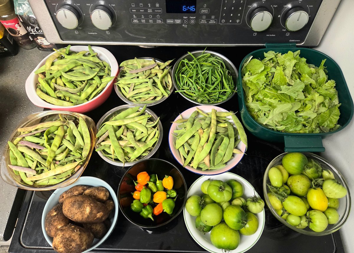 ERGardenerChef's tweet photo. "Few Last Harvests at Our Point Roberts 🇺🇸 & Lantzville 🇨🇦 Gardens"

This is it! The spring green beans 🫘and peas 🫛 are at the end of their growing. But, there are newer ones coming though, likely some can get harvested in at least a couple of months.

In Point Roberts 🇺🇸 garden, we still have a few handfuls of greens like onions, salad 🥗, carrots, potatoes and lots of new peas 🫛 planted. 

Also, in Lantzville 🇨🇦, we still have a few of potatoes, green salad 🥗, herbs 🌿, sunflowers 🌻,  corn 🌽, peppers 🌶, tomatoes 🍅 and lots of new peas 🫛 planted! 

Anyway, I took a few photos for you, during our visit in Lantzville 🇨🇦 (Sept 29th to October 3rd) & Point Roberts 🇺🇸 (Sept 26th to Sept 27th). Finally, a photo of the havest once they are cleaned up place in the fridge or freezer. 

We made sure we have fridge /freezer in three locations: Point Roberts 🇺🇸, Lantzville 🇨🇦 and New Westminster 🇨🇦; we might get another fridge / freezer once we spend more time in our Skagit Valley 🇺🇸 agricultural land in Conway, Mount Vernon, WA USA 🇺🇸 (near Milltown Boat Launch).

Anyway, until next writing! ^ER ✍️ (@EarlaRiopel)