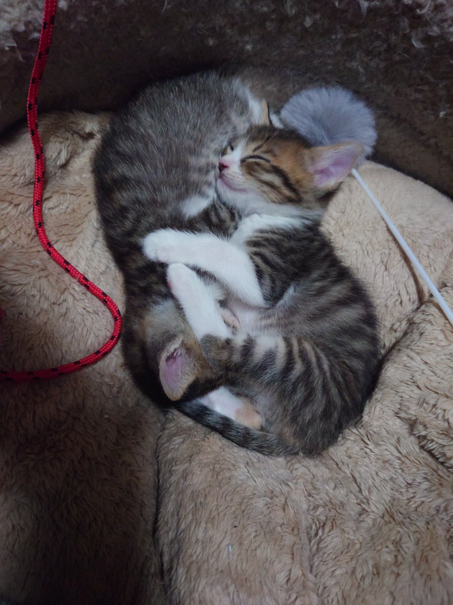 barus_HIDEKI's tweet photo. こうも無防備に寝られると逆に気を使うじゃないか…

#猫探偵 #宮城県 #山猫軒 #仔猫の里親様絶賛募集中っ #県内ならお渡しに参上仕ります https://t.co/zu9MqXQrhc