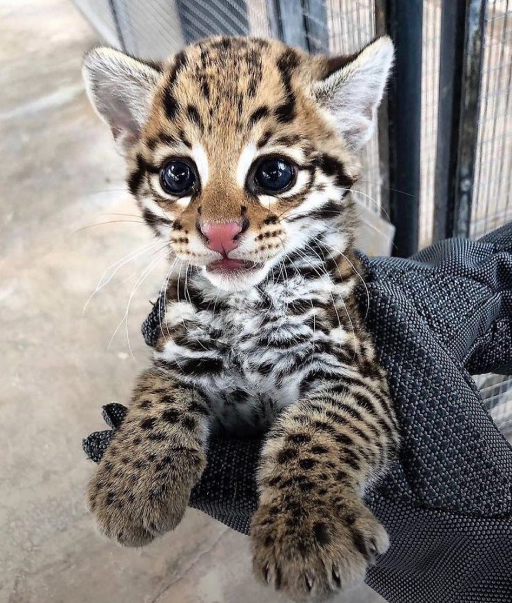 catoftoday's tweet photo. Cat of the day 16 - Ocelot (Leopardus pardalis)
• found in: southern Texas to northern Argentina
• habitat: forests, scrub, mangroves, dense cover
• eats: rodents, birds, reptiles, fish
• status: Least Concern (IUCN); Endangered in the U.S. https://t.co/OUC1UTBLhL