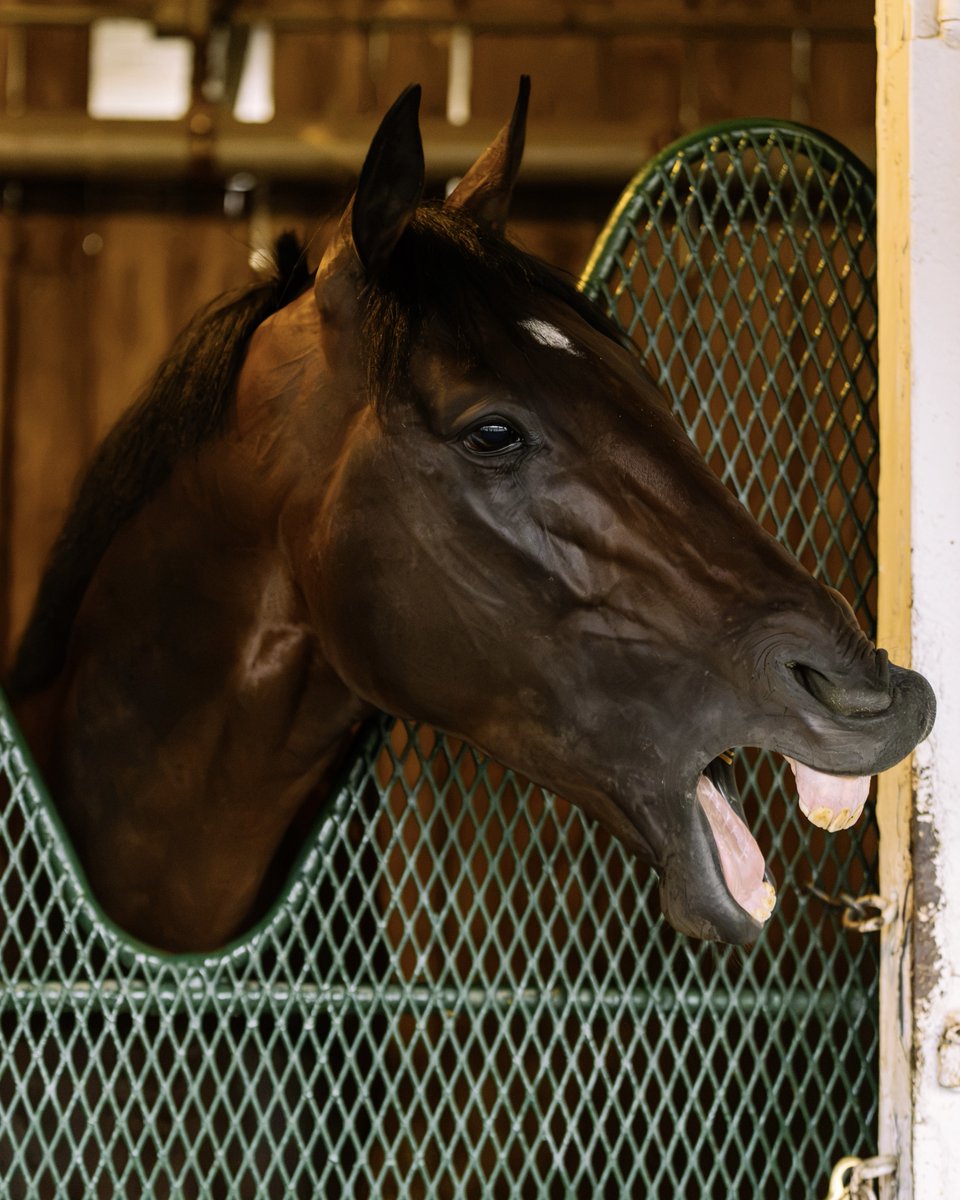 KentuckyDerby's tweet photo. Happy retirement to Kentucky Derby alum Baeza! 🌹 

🥇2025 Pennsylvania Derby 
🥈2025 Santa Anita Derby
🥉2025 Kentucky Derby. 
🥉2025 Belmont Stakes 

He will begin his stud career at Spendthrift Farm in 2027. https://t.co/nFl9l8WqsH
