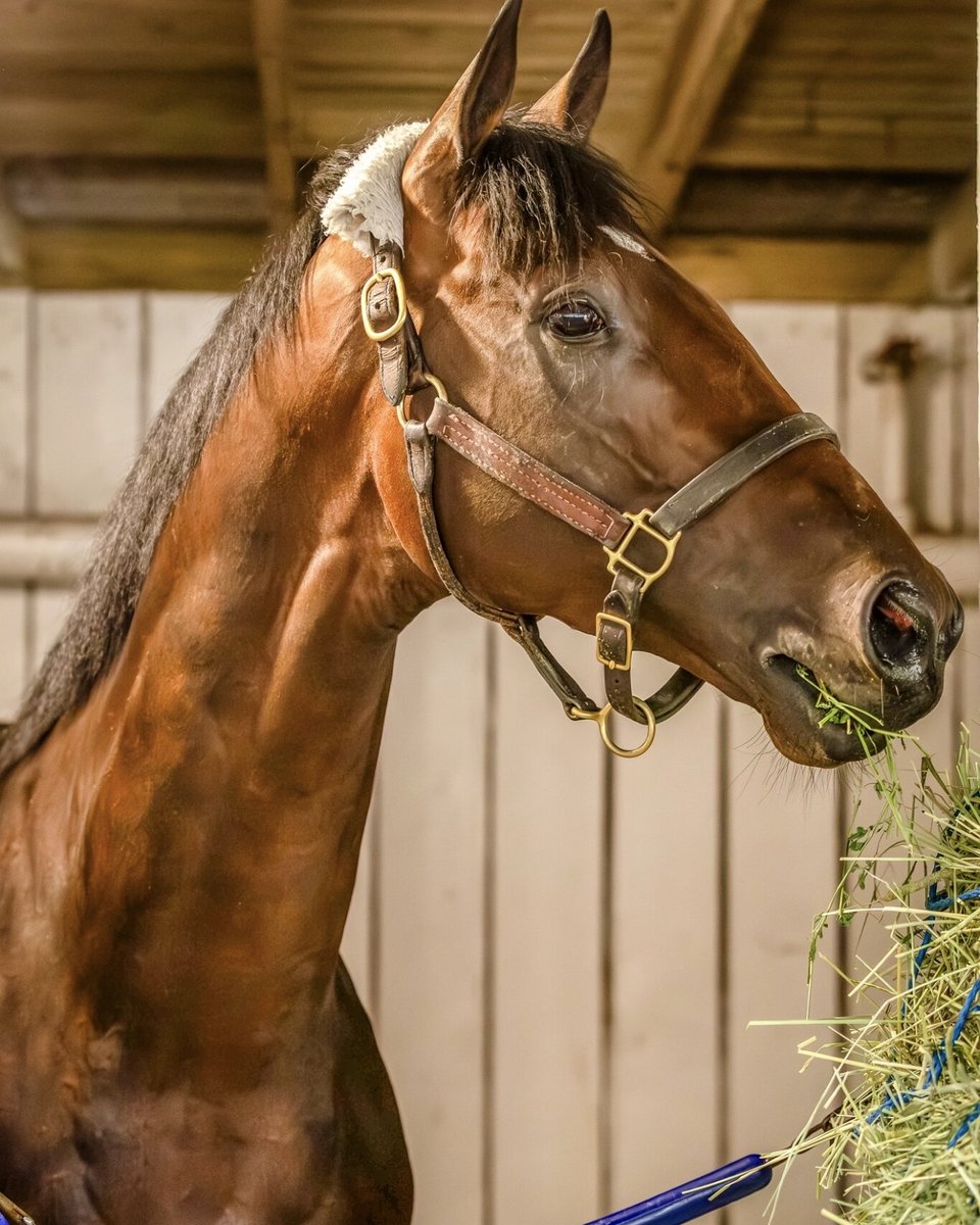 KentuckyDerby's tweet photo. Happy retirement to Kentucky Derby alum Baeza! 🌹 

🥇2025 Pennsylvania Derby 
🥈2025 Santa Anita Derby
🥉2025 Kentucky Derby. 
🥉2025 Belmont Stakes 

He will begin his stud career at Spendthrift Farm in 2027. https://t.co/nFl9l8WqsH