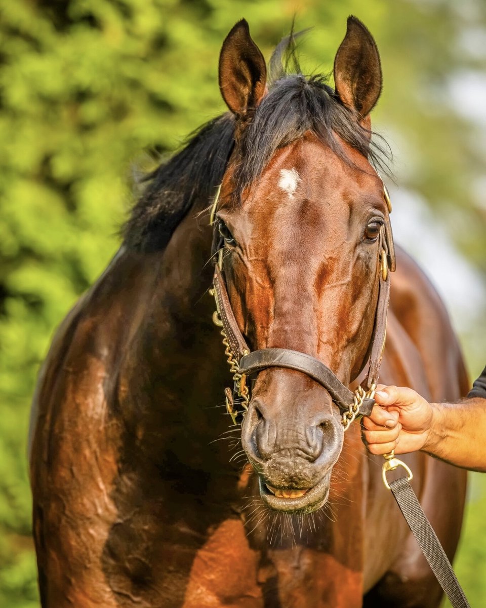 KentuckyDerby's tweet photo. Happy retirement to Kentucky Derby alum Baeza! 🌹 

🥇2025 Pennsylvania Derby 
🥈2025 Santa Anita Derby
🥉2025 Kentucky Derby. 
🥉2025 Belmont Stakes 

He will begin his stud career at Spendthrift Farm in 2027. https://t.co/nFl9l8WqsH