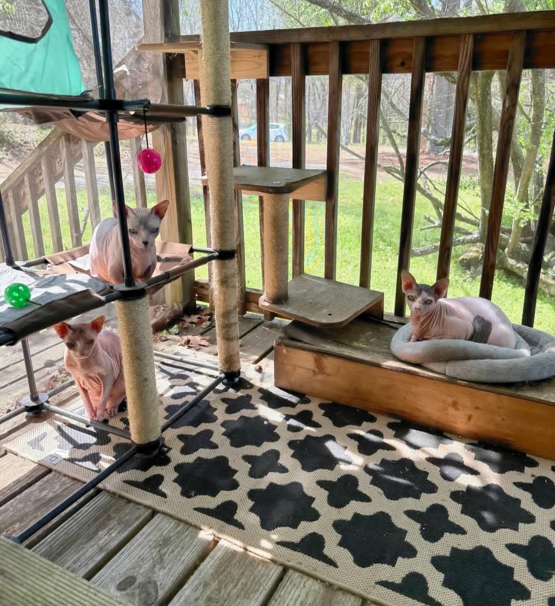 ClarissaJatw's tweet photo. A cat-io cat-astrophe! ๐ The babies are so happy to be back outside and enjoying themselves! ๐ฑ๐
#CatLife #CatLovers #BackOutside
#CatLife #HappyCats #Pawsome
#KittenLove #CatioCatastrophe https://t.co/5iKpCRuM8V