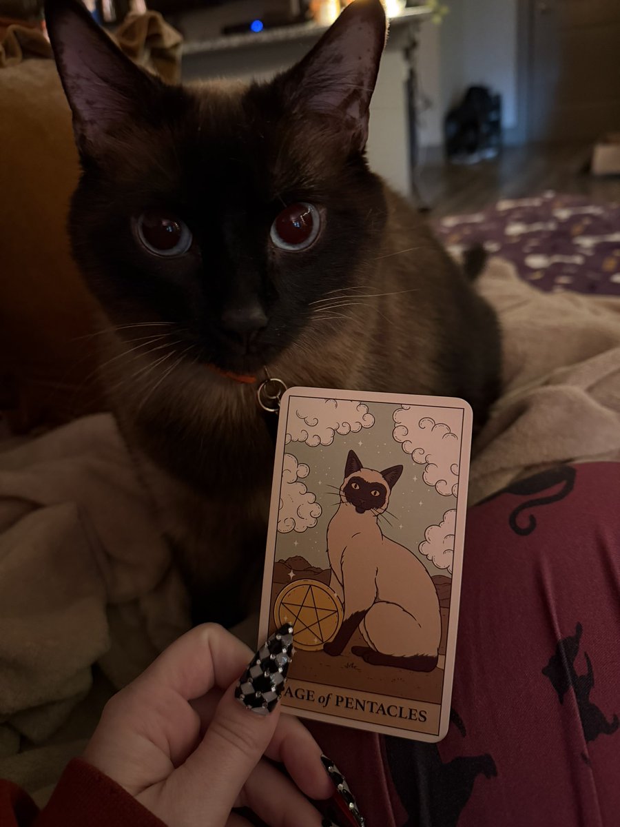nlegeree's tweet photo. let cleo pick a card for my reading this morning and she picked a Siamese 🥺♥️ https://t.co/7piSMlbqqf