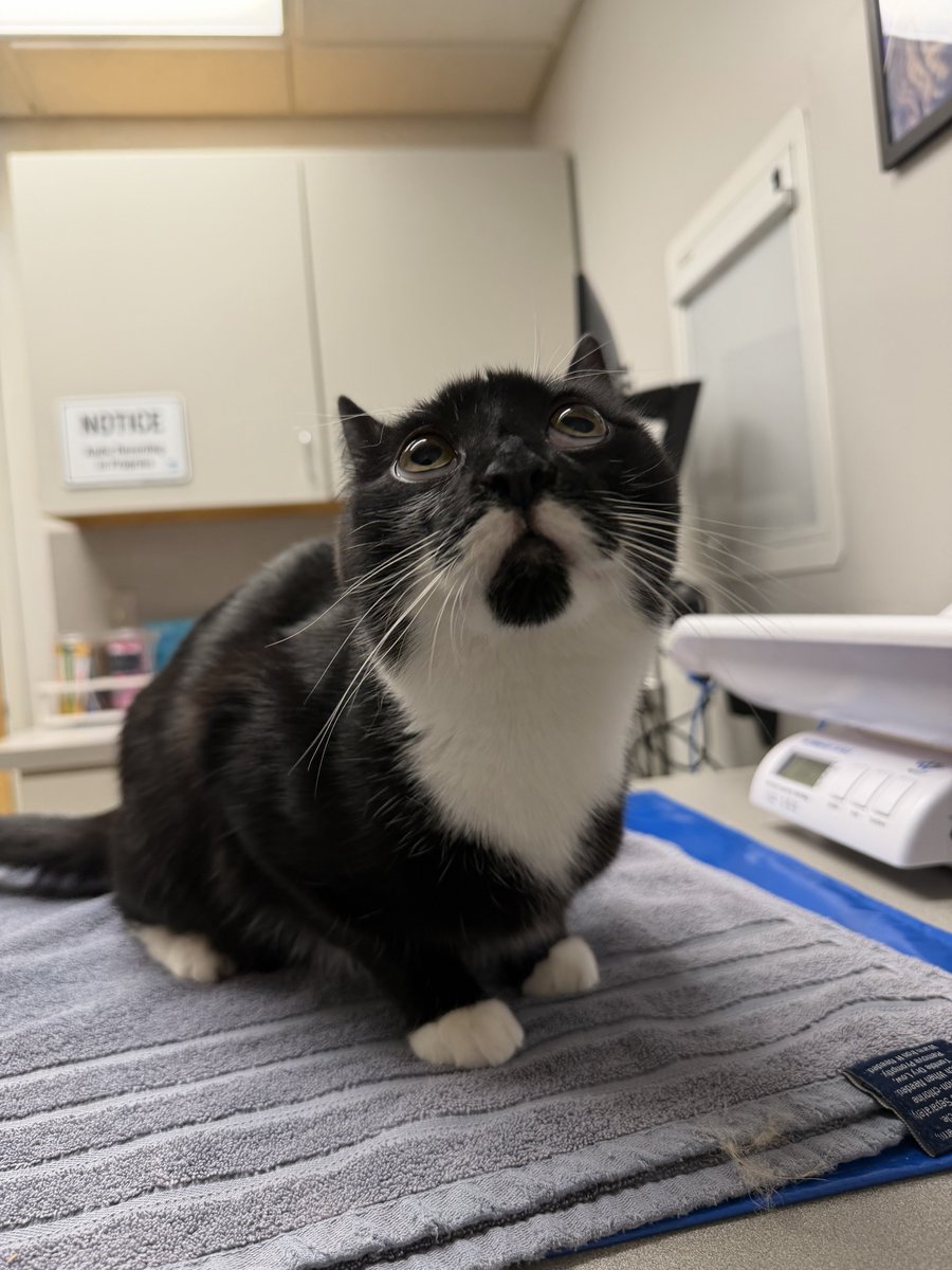 BengaliBrat's tweet photo. he’s trying to be brave at the vet https://t.co/h6MsFcngwj