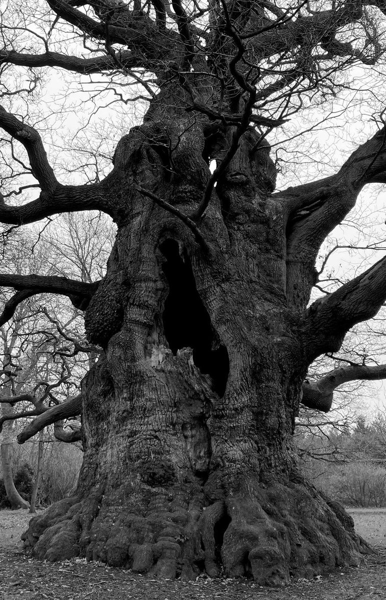 TheKentAcorn's tweet photo. Wabi-sabi (侘寂) 

The Japanese concept of appreciating both natural objects and the forces of nature. That imperfections in nature, as all things of the natural world are impermanent, and thus beautiful https://t.co/SLU9cfRdnB