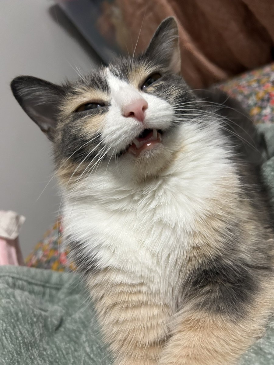 oreoeocat's tweet photo. Gabbing her pentin https://t.co/byhU4P3GtD
