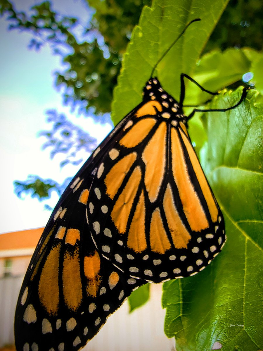 JulianDocherty_'s tweet photo. The monarchs are moving through during their fall migration, and they’re everywhere right now. 🦋

Some monarchs travel thousands of miles to reach their wintering grounds, following migration routes that have been used for generations. Pretty cool to see them passing through! https://t.co/iMWU8rGGxt