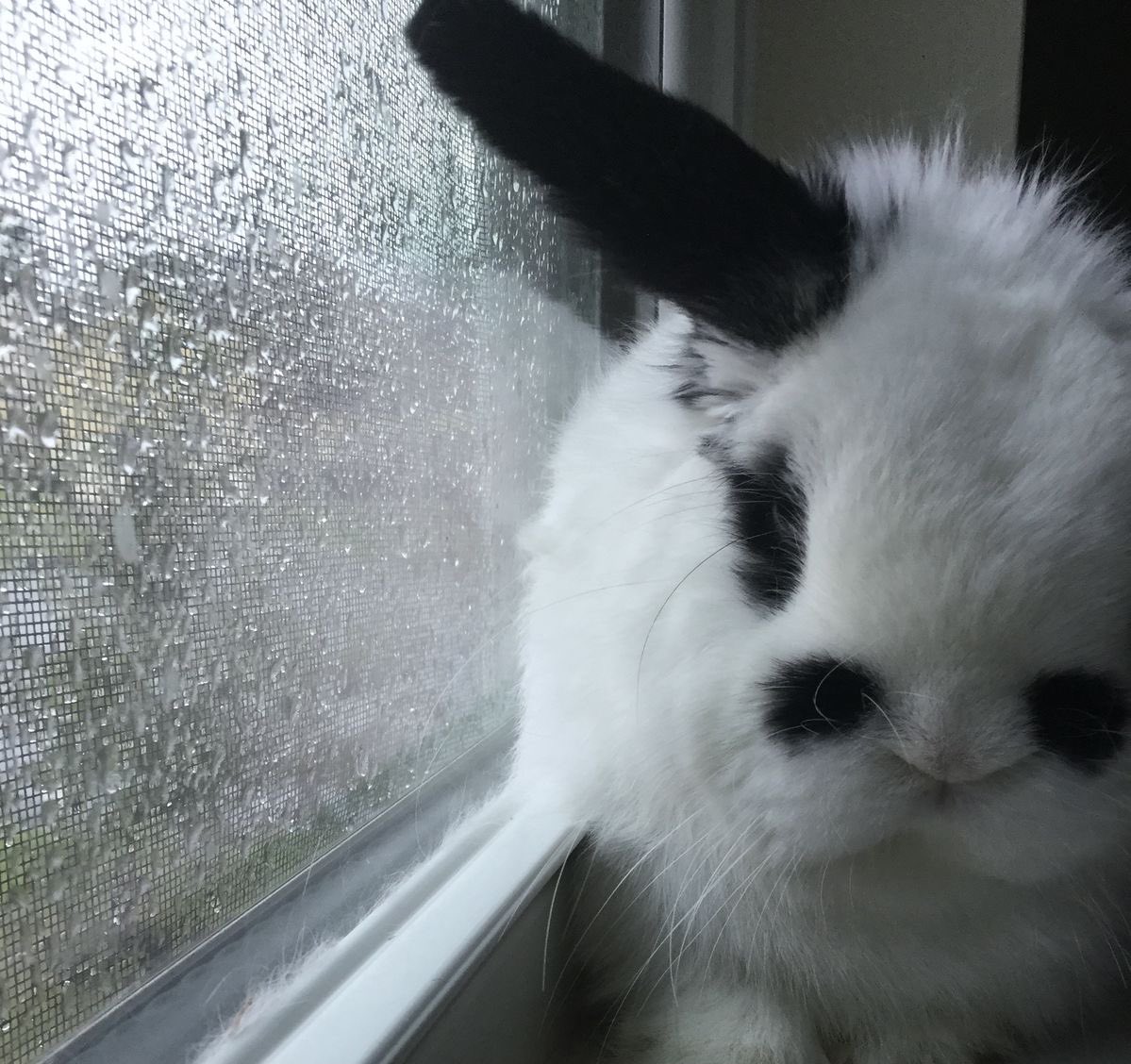 himesainte's tweet photo. just sad and gloomy and plain https://t.co/NDdsIRmVou
