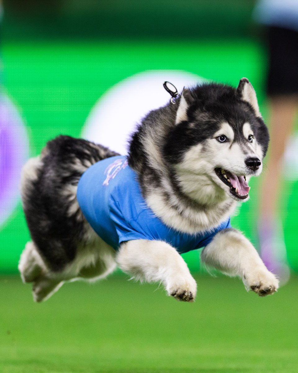 ORLPride's tweet photo. A paw-some night at home 🐾

Thanks to all our furry friends who showed up for our Pups of Pride match at @InterCo_Stadium 💫 https://t.co/y5OtW2AiNr