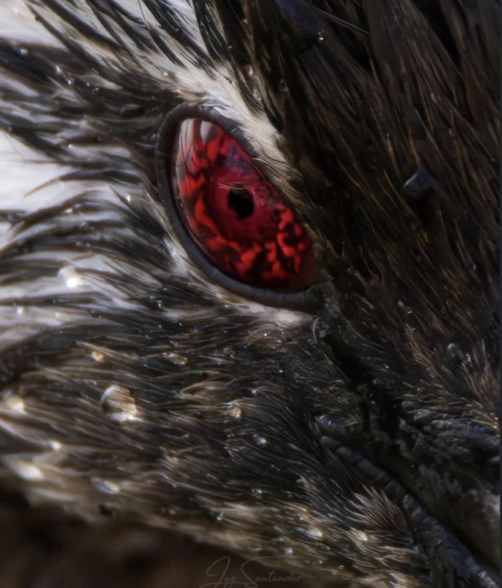 RincnCuriosoo's tweet photo. 👁️🔥 El Sharingan en la vida real.

El fotógrafo chileno Juan Alonso Gutiérrez captó de cerca la impresionante mirada del pimpollo. Sus intensos iris rojos y llamativas plumas blancas son completamente naturales. https://t.co/LP5LNT9jVP