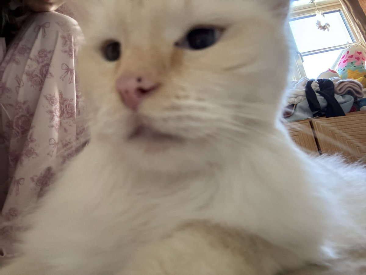 bunnpyunk's tweet photo. literally my spoilt baby has to have his playtime with me it’s our daily routine idk some of you just want to say you have a cat as a pet just to treat them as ornaments https://t.co/DtNQYnRhlQ