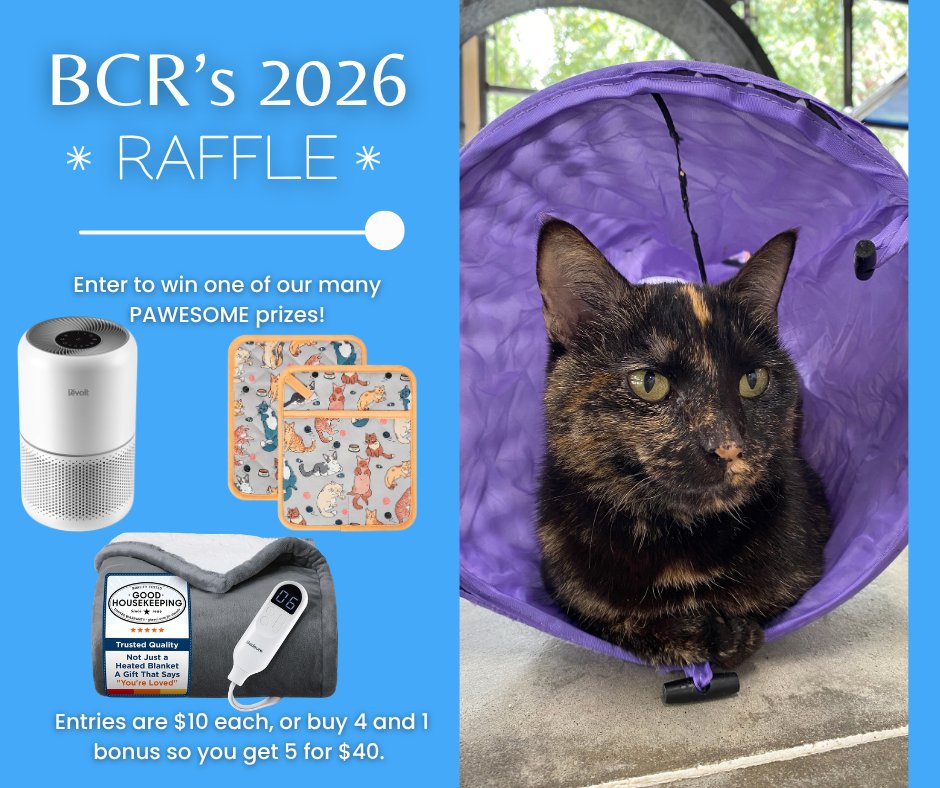 BlindCatRescue's tweet photo. It's that time again! The BCR Raffle is here! 🐱🐾
100% of proceeds go to the blind, FIV &amp; FeLV cats! Buy 4 entries, get 1 free!

Enter: https://t.co/q231wIWZNs
prizes: https://t.co/qc5G5oLylI
rules: https://t.co/kRbvSuRTLG

Thank you so much for helping them! 💙 https://t.co/IgPfc7Xz2P