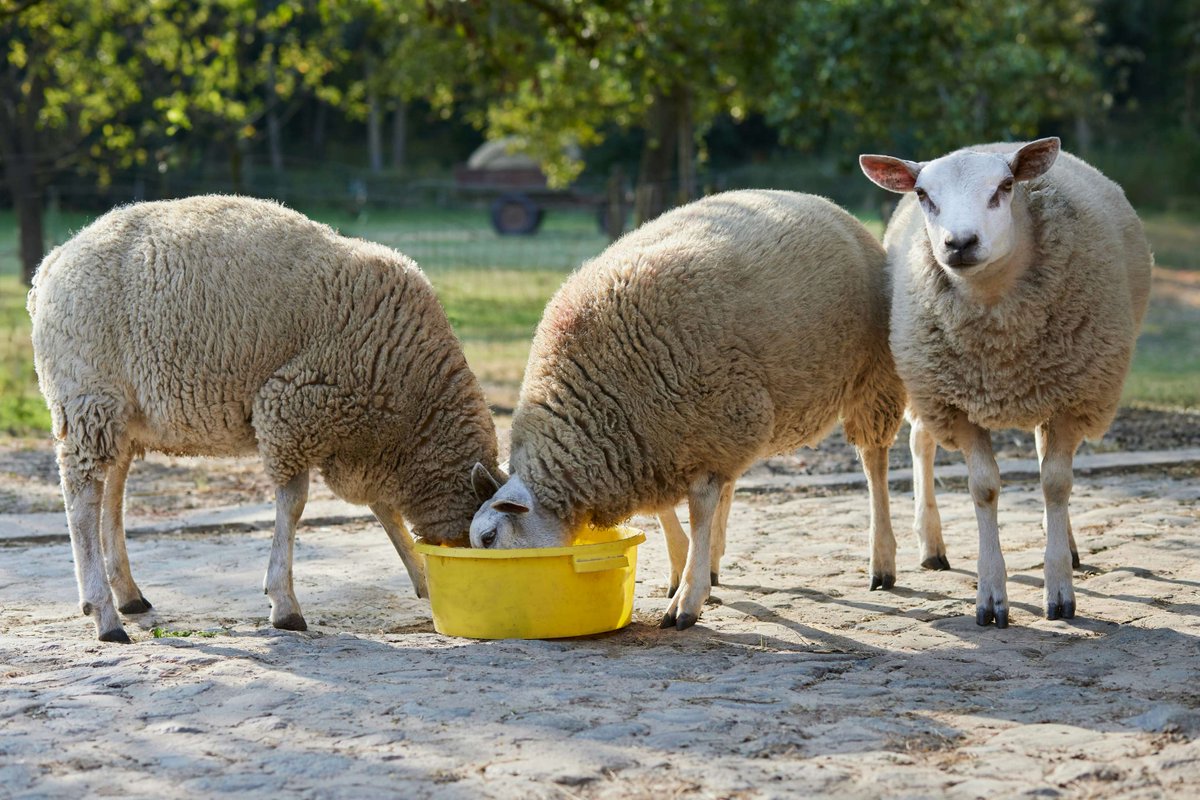CanJAnimalSci's tweet photo. Marking #WorldAnimalDay, held October 4, by celebrating the animal science community advancing research in animal health, nutrition, welfare and sustainable production. 🐄🐖🐔

Explore research in CJAS: [https://t.co/w35rLZKxPC]

#AnimalScience https://t.co/LTNfExCDg4