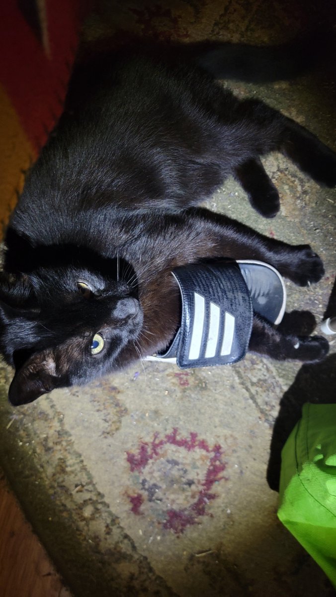 dekebridges's tweet photo. Milo has a thing for my sandals.
He begs me to take them off so
that he can wear them.
He puts his arms in... then attacks
the strap. 
Cats are crazy... 😆 🤣 😂 https://t.co/F76DQm1jLa
