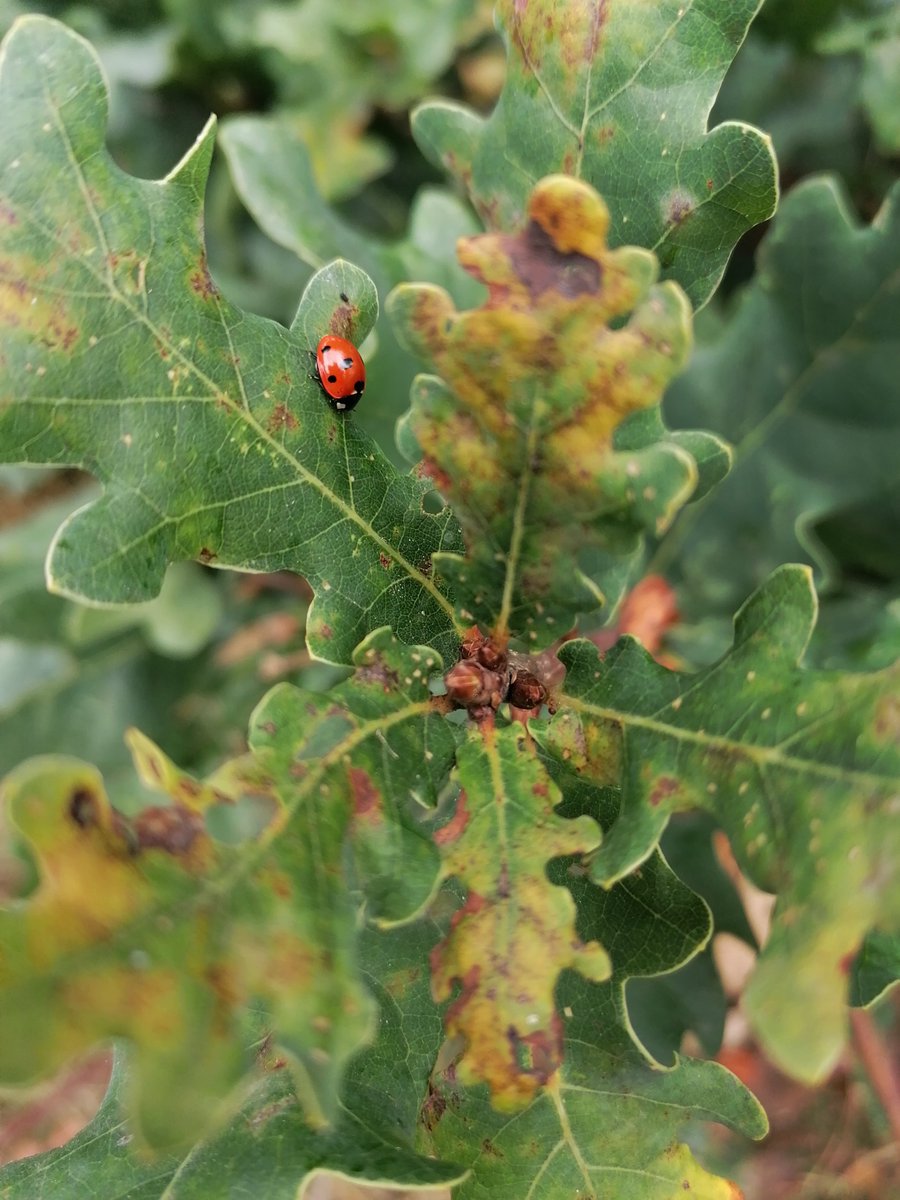 RMRSavage's tweet photo. Today's walk. A warm autumn day with lots of insects and tree seeds #nature #greenspace https://t.co/mDF86NLxr3