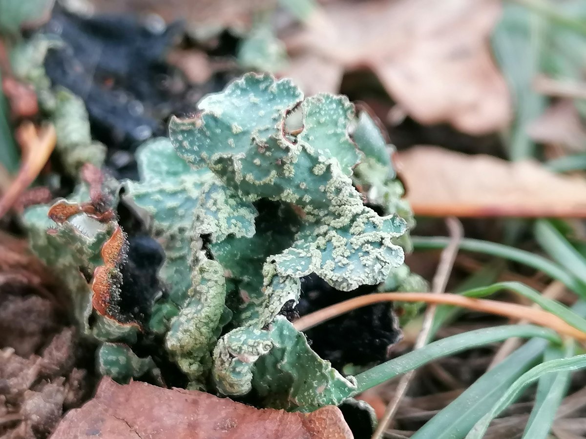 RMRSavage's tweet photo. Today's walk. A warm autumn day with lots of insects and tree seeds #nature #greenspace https://t.co/mDF86NLxr3