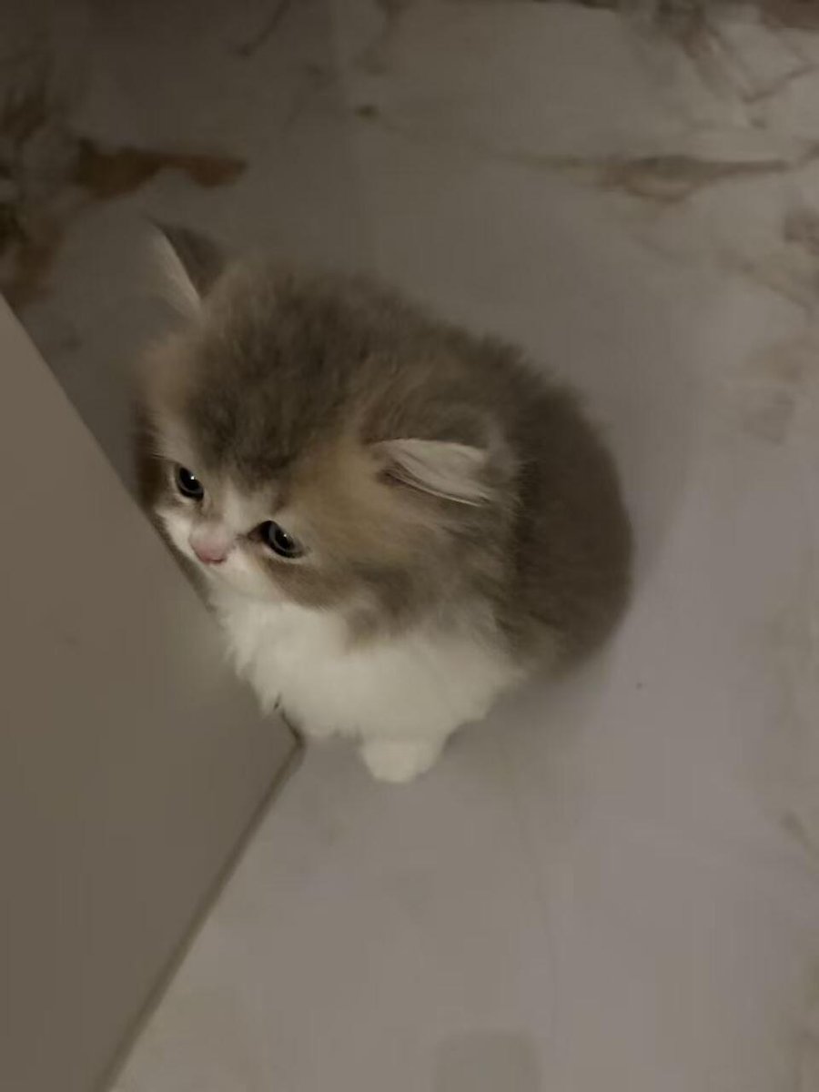nocontextscats's tweet photo. smol https://t.co/mF0ozEtaY6