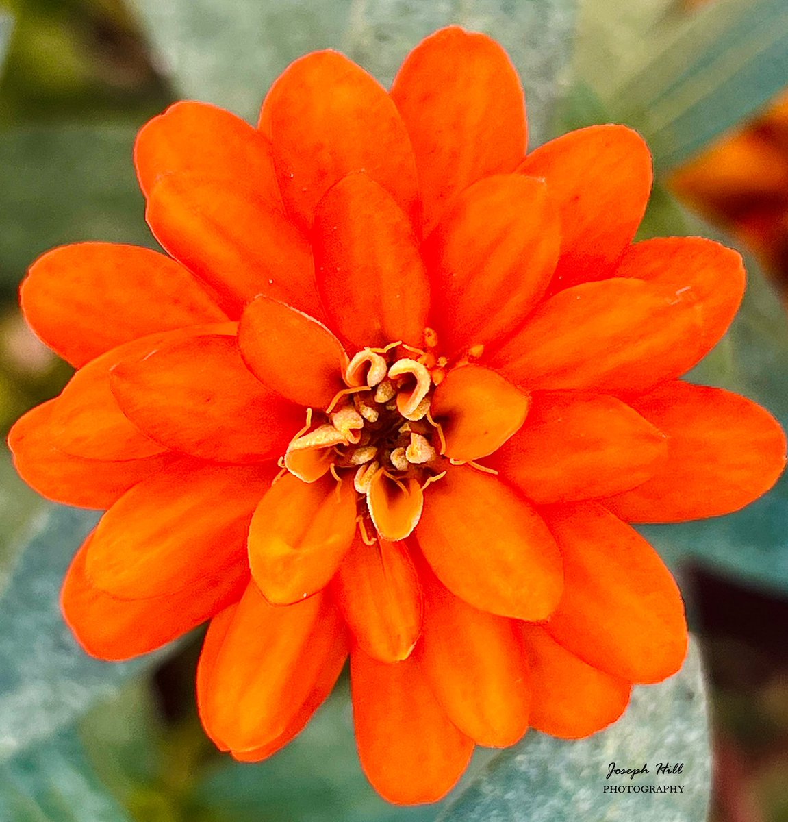 JosephHill3794's tweet photo. Zinnia🌼
Photo By: Joseph Hill🙂📸🌼
#Zinnia🌼 #flower #nature
#closeup #beautiful #Autumn #NaturePhotography #SouthernPinesNC #October https://t.co/OFdwPXV7j9
