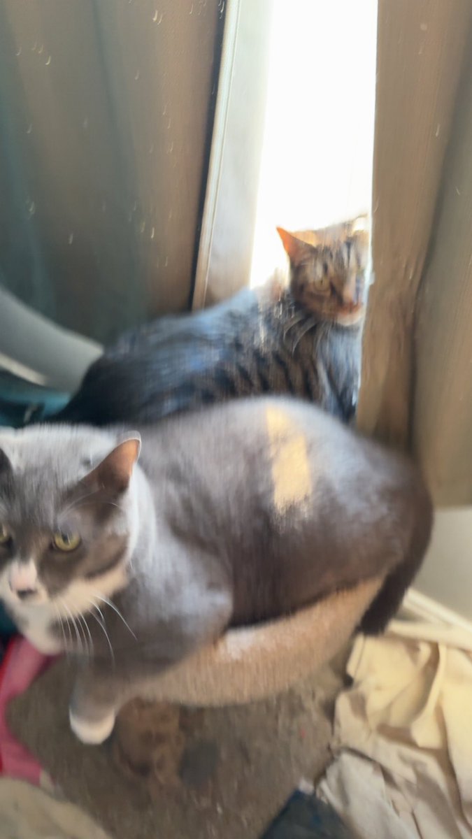 BEATSFROMDRE's tweet photo. @hrt2rot Read later alot of messages I get if your too tired to read, so ima send pic of my cats as DM qualification https://t.co/FNcZewWU2x