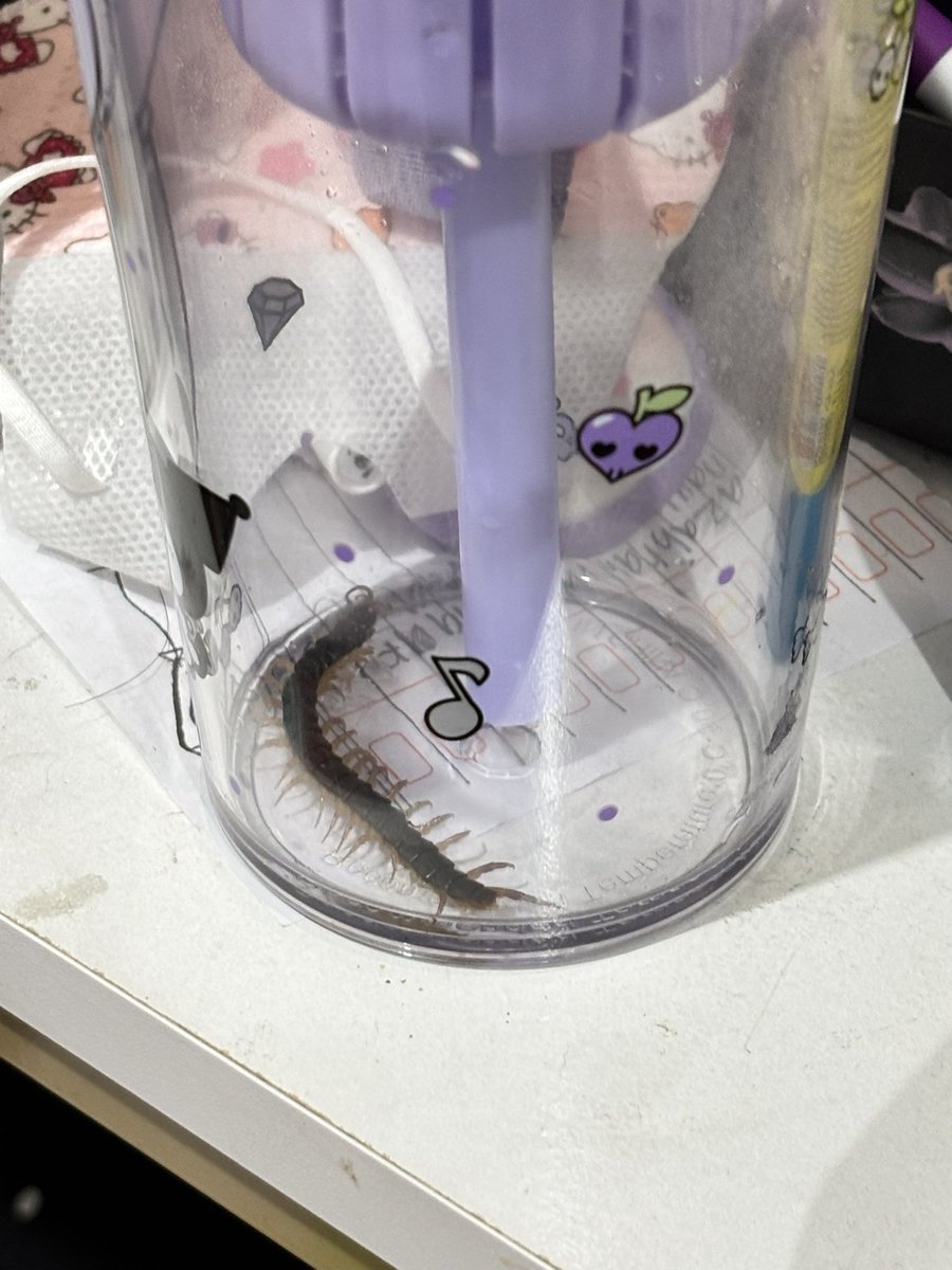 imyourbabbygrl's tweet photo. Anj baru masuk kamar liat begituan di hordeng, mana cuma ada tu gelas kuromi punya sierra, ya allah maap ya kakak botol nya one pake nangkep begituan. Jujur geli tapi mau bangunin siapa 😭🙏🏻 https://t.co/WJ6huTVIzL
