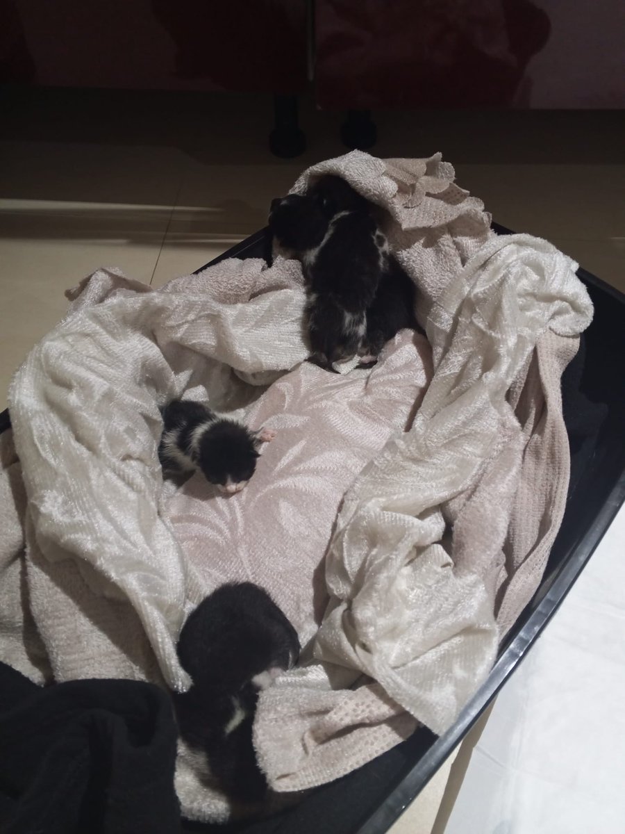 womanchildanima's tweet photo. Gözleri bile acilmamis 4 bebek peluş oyuncak dolu poşetle anneden koparilip çöpe atılmış acil süt anne lütfen Beylikdüzü esenyurt
+90530 699 02 22 https://t.co/w01tNJJ75K