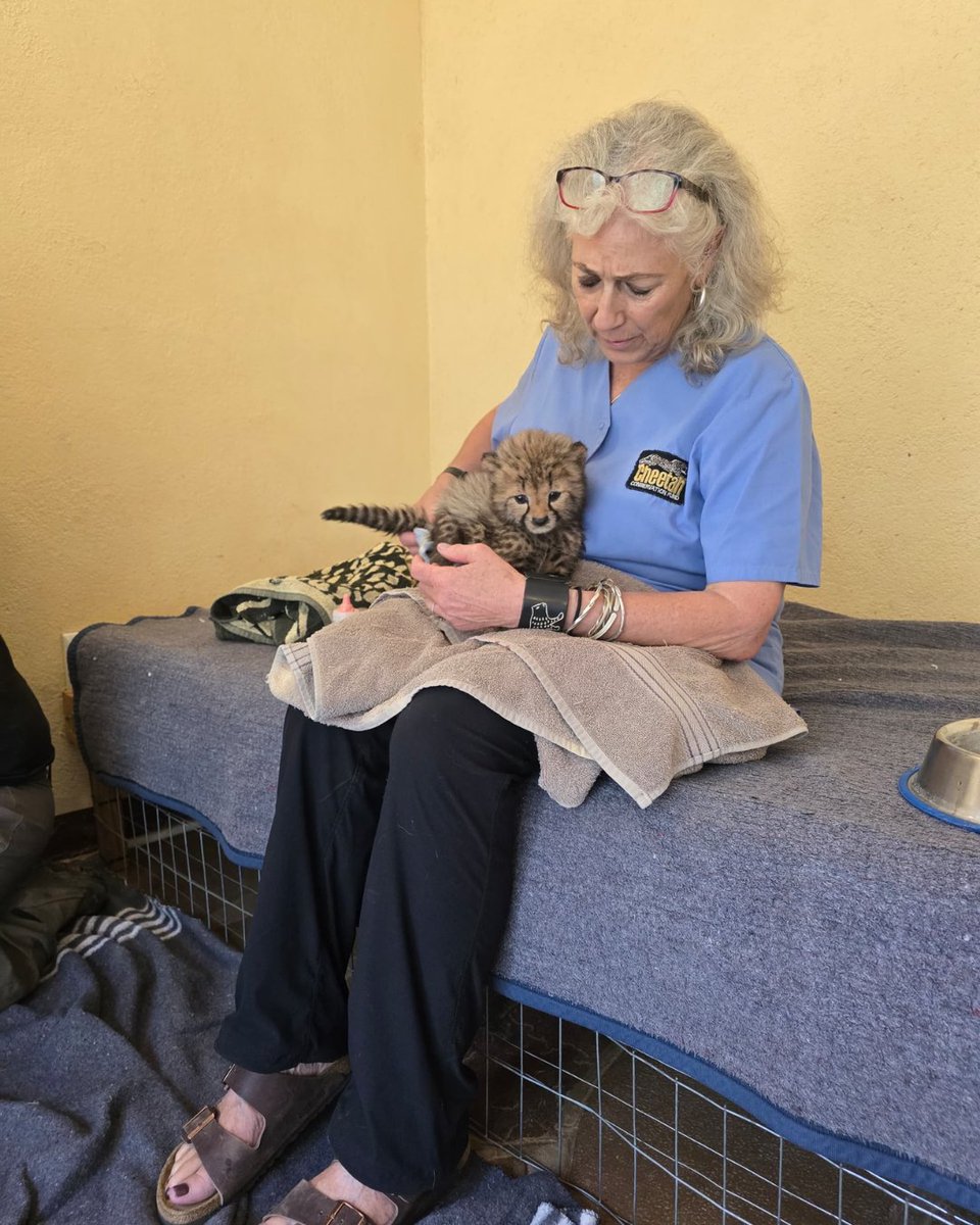 CCFCheetah's tweet photo. Spend an evening on the #SanFrancisco Bay with Dr. Laurie Marker – all to support #cheetah conservation! Back by popular demand, join Dr. Marker on the Empress for an evening sail on Sunday, October 11.

🥂The evening will include cocktails and small bites (with a cash bar on board). Boarding begins at 5:45 pm - and the Empress will return at 9 pm.

➡️To learn more, visit https://t.co/e5BevqMGGN