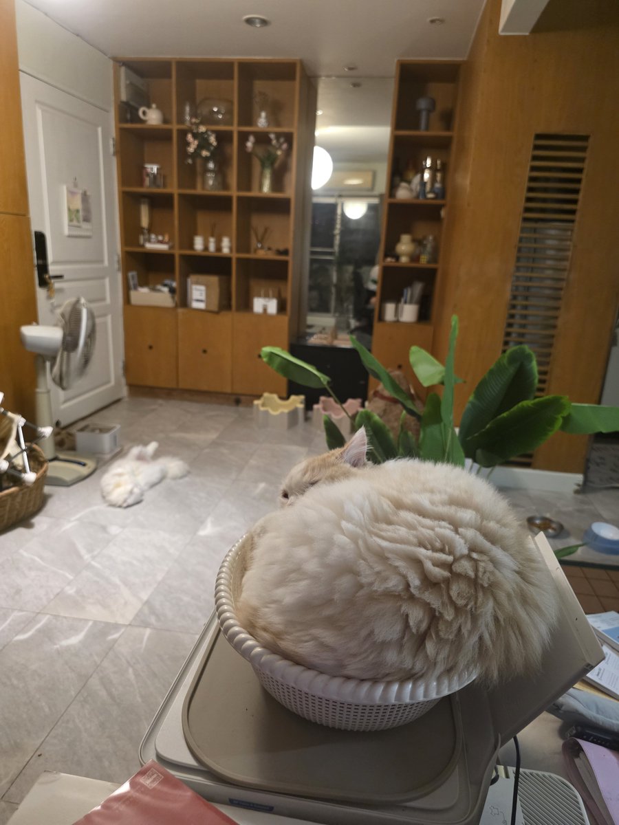 awwwfluffy's tweet photo. เกิดวันเดียวกันพ่อแม่เดียวกันเลี้ยงดูมาเหมือนกันแต่ท่านอน... https://t.co/RZHdDgGEmK